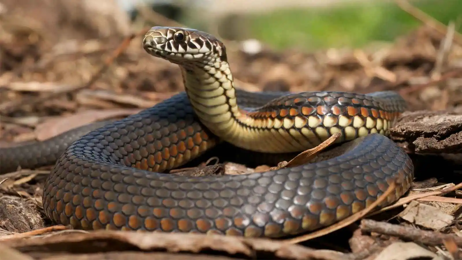 What Is the Biblical Meaning of Snakes in a Dream?